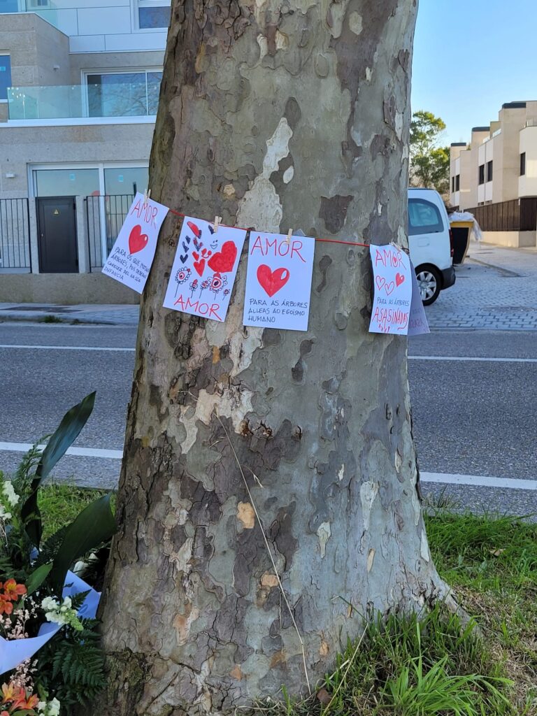 Mensajes de amor y coronas de flores para los plataneros de Canido: "Árbores asasinadas"