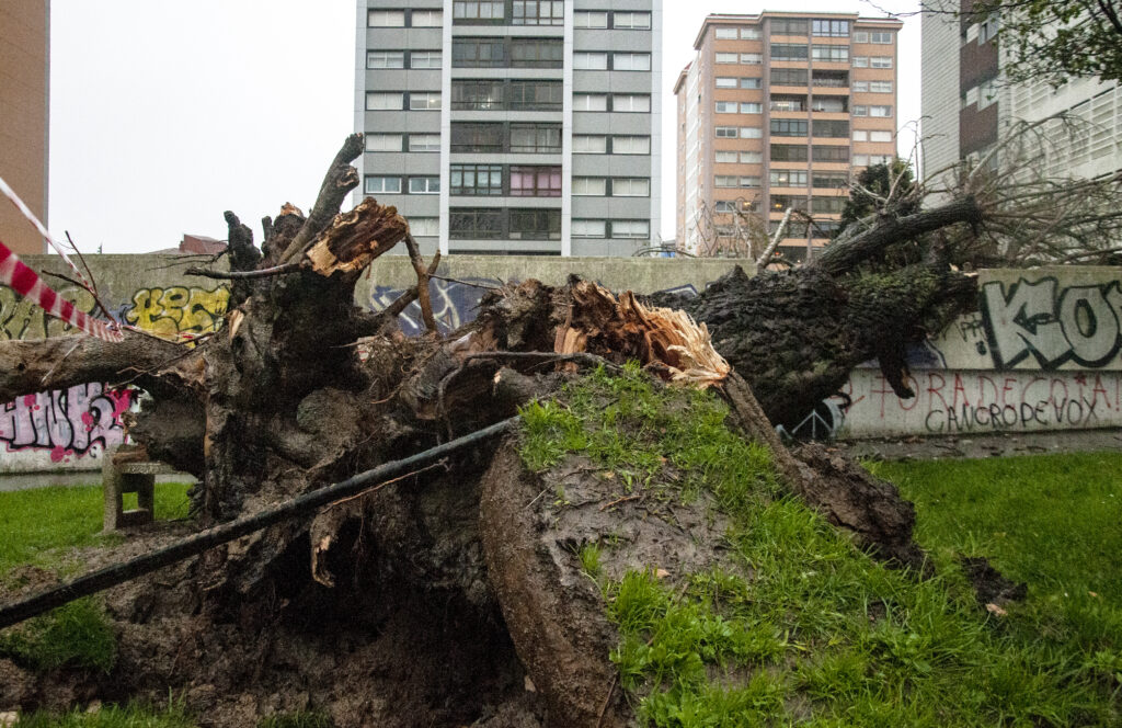 Árboles caídos en Vigo. / Fotos: Miguel Núñez